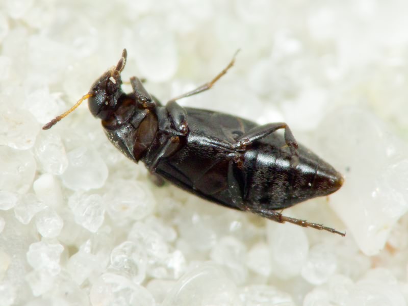 Anaspis